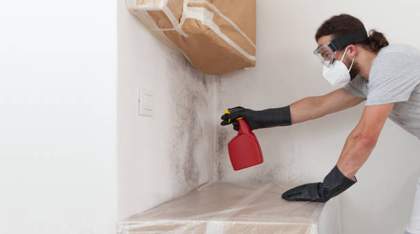 Professional Basement Mold Remediation technician working in Itasca, IL