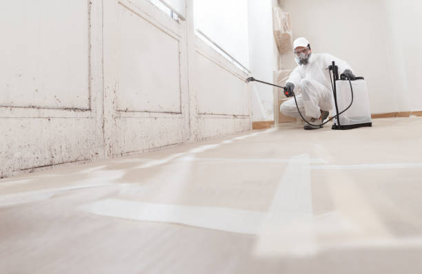 24/7 Emergency Basement Mold Remediation experts in Itasca, IL